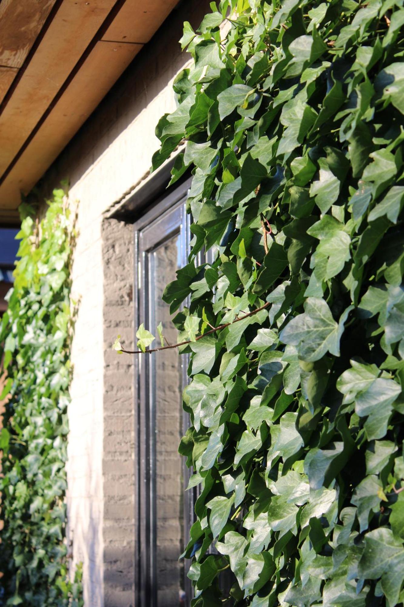 Stad aan 't Haringvliet Tiny House In De Boomgaard Bed & Breakfast エクステリア 写真